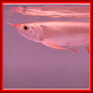 chilli red arowana