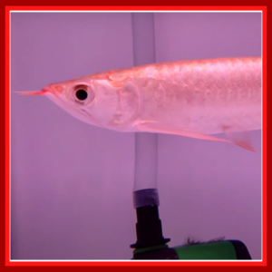 chilli red arowana