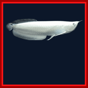 Albino Silver Arowana